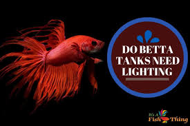 Do Betta Fish Need Light Dark How Many Hours Per Day In 2020 Betta Fish Care Betta Breeding Betta Fish