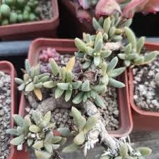 Image result for Delosperma tradescantioides