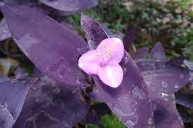 Nama agapanthus sendiri berasal dari bahasa yunani, agape artinya cinta dan anthos artinya bunga. Pesona Hati Ungu Yang Kian Populer Cendana News