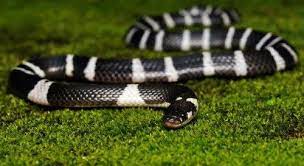 Blue Krait The Blue Krait Can Be Usually In The Southeast Asian Counties Such As Sri Lanka India And Indonesia These Snakes Are Very Snake Animals Sea Snake