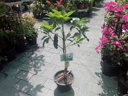 The next best thing to shopping in person at our retail nursery only 2 hours from brisbane. Buy Avocado Plant In Uae House Plant Fruit Trees Dubai Garden Centre