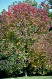 Image result for Fraxinus americana