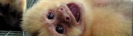 We have male and male capuchins. Jungle Friends Primate Sanctuary Surrogate