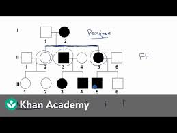 In a pedigree, a square represents a male. Pedigrees Video Classical Genetics Khan Academy