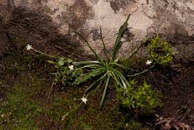 Image result for Trachyandra saltii