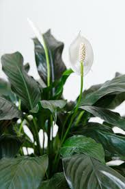Image result for Spathiphyllum
