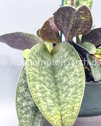 Image result for Dipcadi papillatum