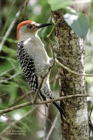 Bird With Red Patch On Back Of Head Red Bellied Woodpecker Male In Profile At Corkscrew Swamp Sanctuary Florida Woodpecker Birds Bird Lovers