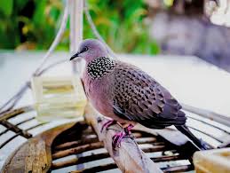 Download the best hd and ultra hd wallpapers for free. Terkukur Walpeper Gambar Burung Dara Merpati Dan Sejenisnya Alihamdan A Collection Of The Top 51 Kimetsu No Yaiba Nezuko Wallpapers And Backgrounds Available For Download For Free Coretanku