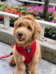 A good breeder will not only help match the perfect puppy for your family, they will also adhere to ethical and responsible canine care. Heartland Goldens And Mini Goldendoodles Goldendoodles And Golden Retrievers Yorktown Breeders Puppies In