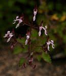 Image result for Equilabium stenosiphon