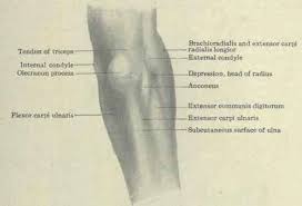 Browse or search millions of existing flashcards create flashcards plus a dozen other activities. Muscles Of The Elbow Continued