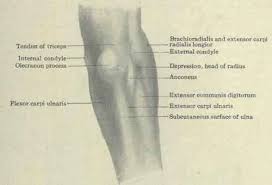 Being familiar with the order of ossification of the elbow is important in not mistaking an epicondylar fracture for a normal ossification center. Muscles Of The Elbow Continued