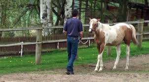 Foal Training When To Start Training A Young Horse Foals Horses Horse Love