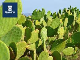 Los segmentos foliares (tallitos verdes) carecen de dientes y lo único que presentan son 3 o 4 ondulaciones suaves. Todo Lo Que Debes Saber Sobre Los Cactus Plantas De Moda En Decoracion