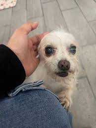 Free dog training in Corpus Christi