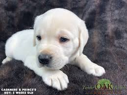 Selecting The Right Dog For You And Your Family Labrador Puppies For Sale Labrador Puppy Dog Breed Selector