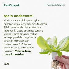 Peat moss natural para transplante. Media Tanam Dan Nutrisi Tanaman Plantstory