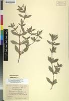 Image result for Spermacoce subvulgata