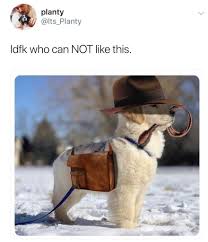 So we have found the funniest cat memes on the internet, for your personal enjoyment. 22 Clean Memes Humor Hilarious 19 Cute Baby Animals Cute Little Animals Funny Animal Memes