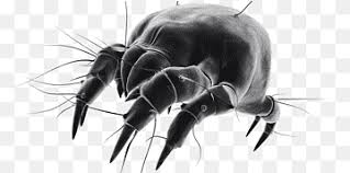 Many of the products we use are omri (organic materials review. Mites Png Images Pngwing