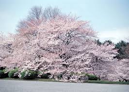 Foto suasana danau di bali. Sepuluh Tempat Terkenal Untuk Hanami Melihat Bunga Sakura Live Japan Jepang Perjalanan Dan Pariwisata Pemandu