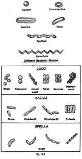 Maybe you would like to learn more about one of these? Morphology And Ultrastructure Of A Bacterial Cell With Diagram