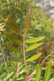 Image result for Ozoroa pwetoensis
