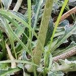 Image result for Haplocarpha