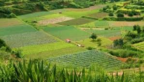 Kết quả hình ảnh cho ban dat ca phe da lat