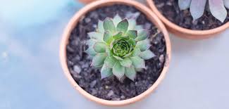 The leaves are bright to dark green with red tips in cold weather. 11 Colorful Succulents To Make Your Garden Pop Proflowers