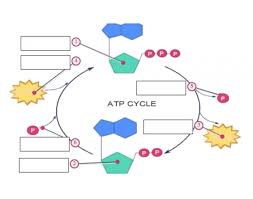 When consumed in metabolic processes, i. Atp Adp Cycle Quiz