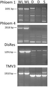 Изучайте релизы tallér zsófia на discogs. Mapping And Dna Sequence Characterisation Of The Rysto Locus Conferring Extreme Virus Resistance To Potato Cultivar White Lady Biorxiv