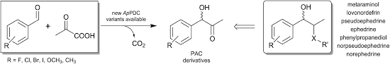 Asymmetric Synthesis Of S Phenylacetylcarbinol Closing A