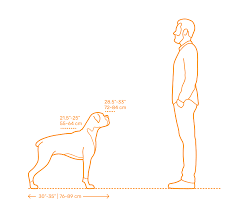 With a touch of color these pictures will captivate attention and draw gasps. Boxer Dimensions Drawings Dimensions Com