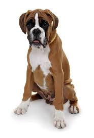 The same is true for dogs as well. Best Dog Food For Boxer Puppies In 2021 Goodpuppyfood