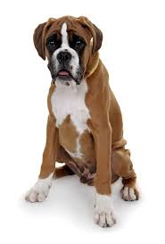 Pounds and ounces are the united states and imperial customary weight measurements. Best Dog Food For Boxer Puppies In 2021 Goodpuppyfood