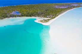 Image result for Faroa affinis