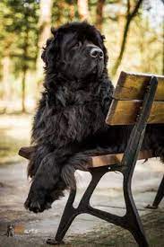 20 New Fowlands Ideas In 2020 Newfoundland Dog Big Dogs Cute Animals