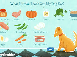 Yogurt is high in calcium and protein, making it a great treat for canines. 15 Human Foods Dogs Can Eat And 6 They Shouldn T