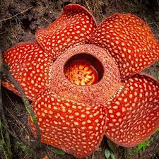 Pin On Beautiful Nature