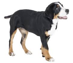 greater swiss mountain dog breed facts and information