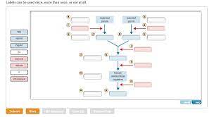 In meiosis i, chromosomes in a diploid cell resegregate, producing four haploid daughter cells. Solved Identify Each Stage Of The Life Cycle Chapter 13 Question 5 Part C