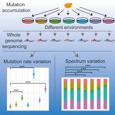 In biology, mutations refer to changes in chromosomes and genes, which typically manifest physically. Yeast Spontaneous Mutation Rate And Spectrum Vary With Environment Sciencedirect