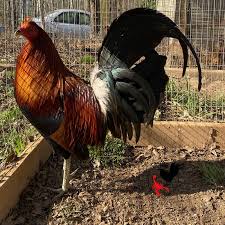 We have reviews of the best places to see in killarney. Scorpion Ridge Gamefarm Gamefowl Pure Kelso Mclean Hatch Rooster