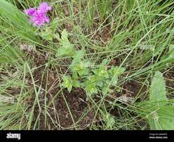 Image result for Vernonia hirsuta