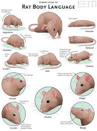 Rat Body Language Pet Mice Pet Rodents Baby Rats
