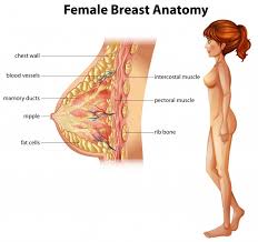 The primary function is certainly to provide support to the skeletal system and to facilitate its movements. Premium Vector Human Anatomy Of Female Breast