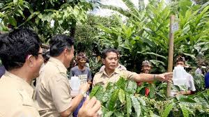 Kami dari ed management menjual agen kopi bisa grosir untuk pengiriman seluruh indonesia. Tag Bali Petani Kopi Bali Harus Hasilkan Kopi Berkualitas Organik Dan Ramah Lingkungan Tribun Bali