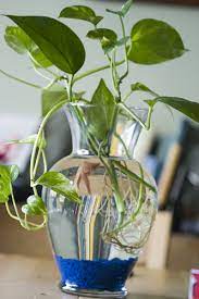 Some 'betta vases' and tanks are sold with plants and bamboo that slowly die and decompose in water. Common Beliefs Betta Source